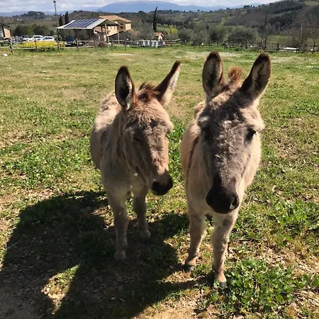 La Fattoria Di Pérouse