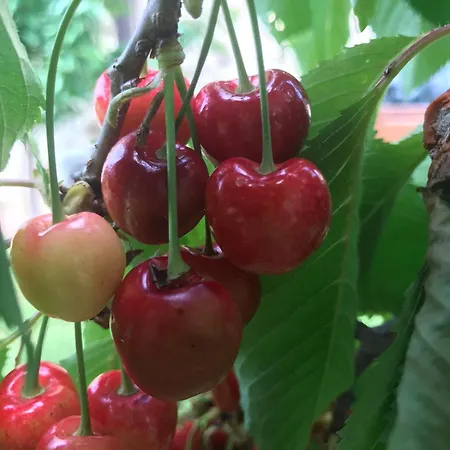 La Fattoria Di Lantgård